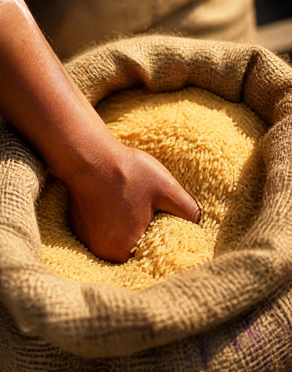 A hand drawn through raw basmati rice in an open jute sack